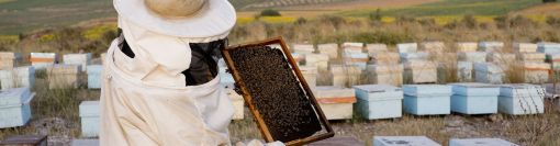 Erzincan Petek Balı, Bal, Süzme Bal, Petek Bal, Karakovan Balı, Çıta Bal, Çiçek Balı, Erzincan Çiçek Balı, Tercan Balı, Kemah Balı, Tercan Çiçek Balı, Kemah Çiçek Balı, Erzincan Süzme Çiçek Balı, Bal Burada, Erzincan Bal, Fırat Çiftliği Balı, Fırat Çiftliği Bal, Munzur Balı, Munzur Çiçek Balı, Hakiki Erzincan Balı, Sivas Balı, Bingöl Balı, Petek Balı, Kavanoz Bal, Erzincan Çıta Petek Balı, Erzincan Süzme Petek Balı